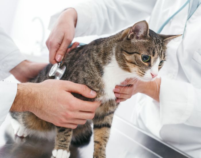 se recomandă o cantitate corectă de exerciții fizice și vizite regulate la medicul veterinar